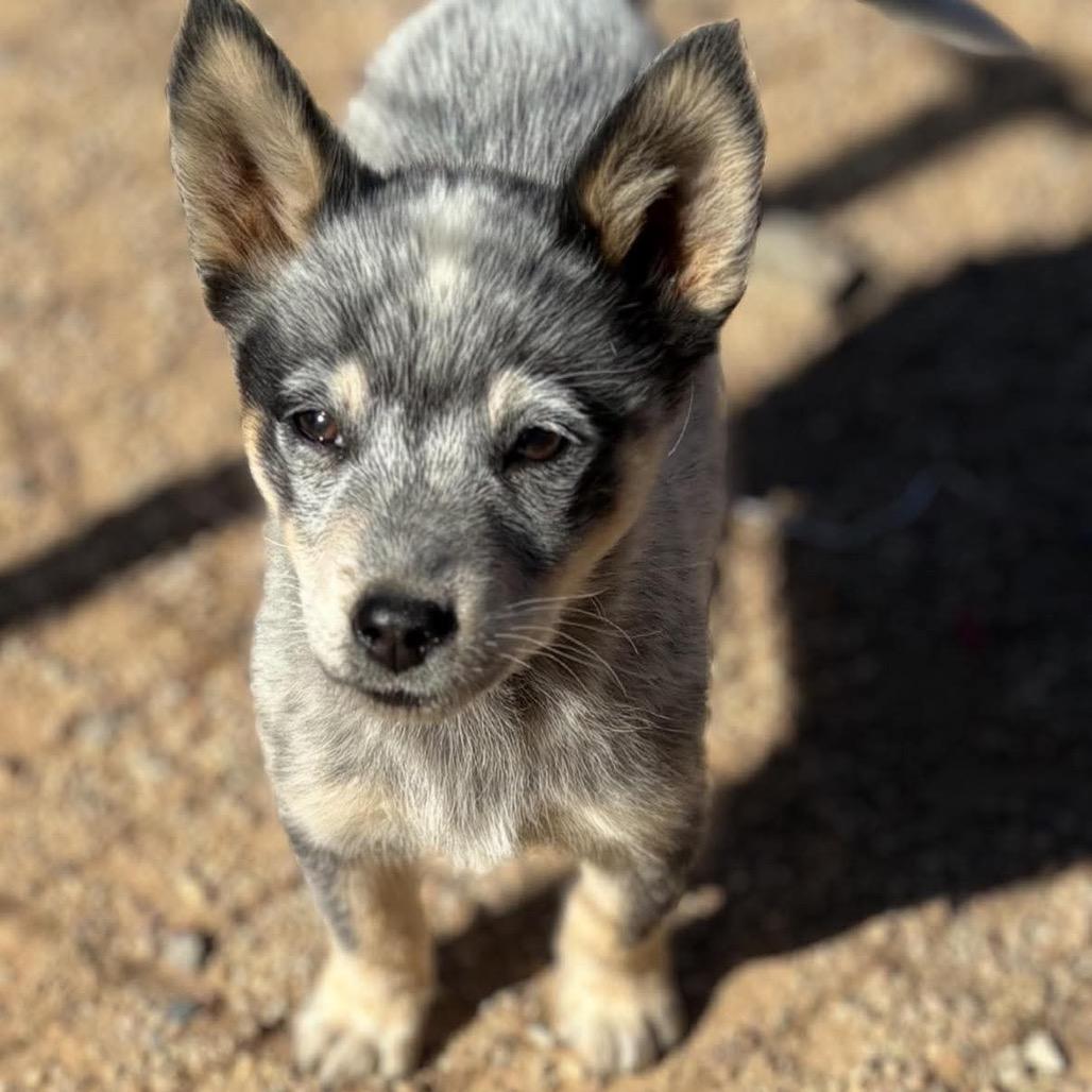 Enlarge Jasper, a Adoptable Australian Cattle Dog / Blue Heeler in Phoenix, AZ image 1/1