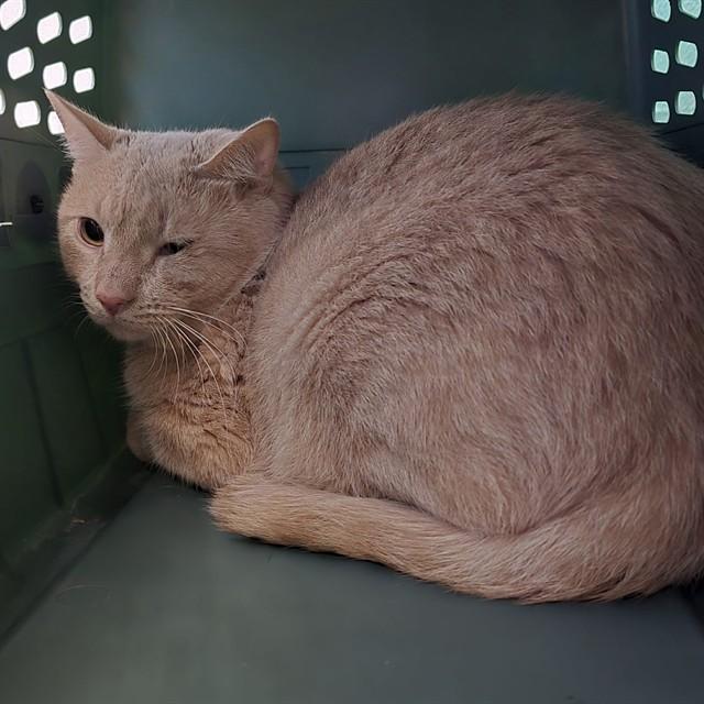 SAMUEL, Adoptable, Young Male Domestic Short Hair.