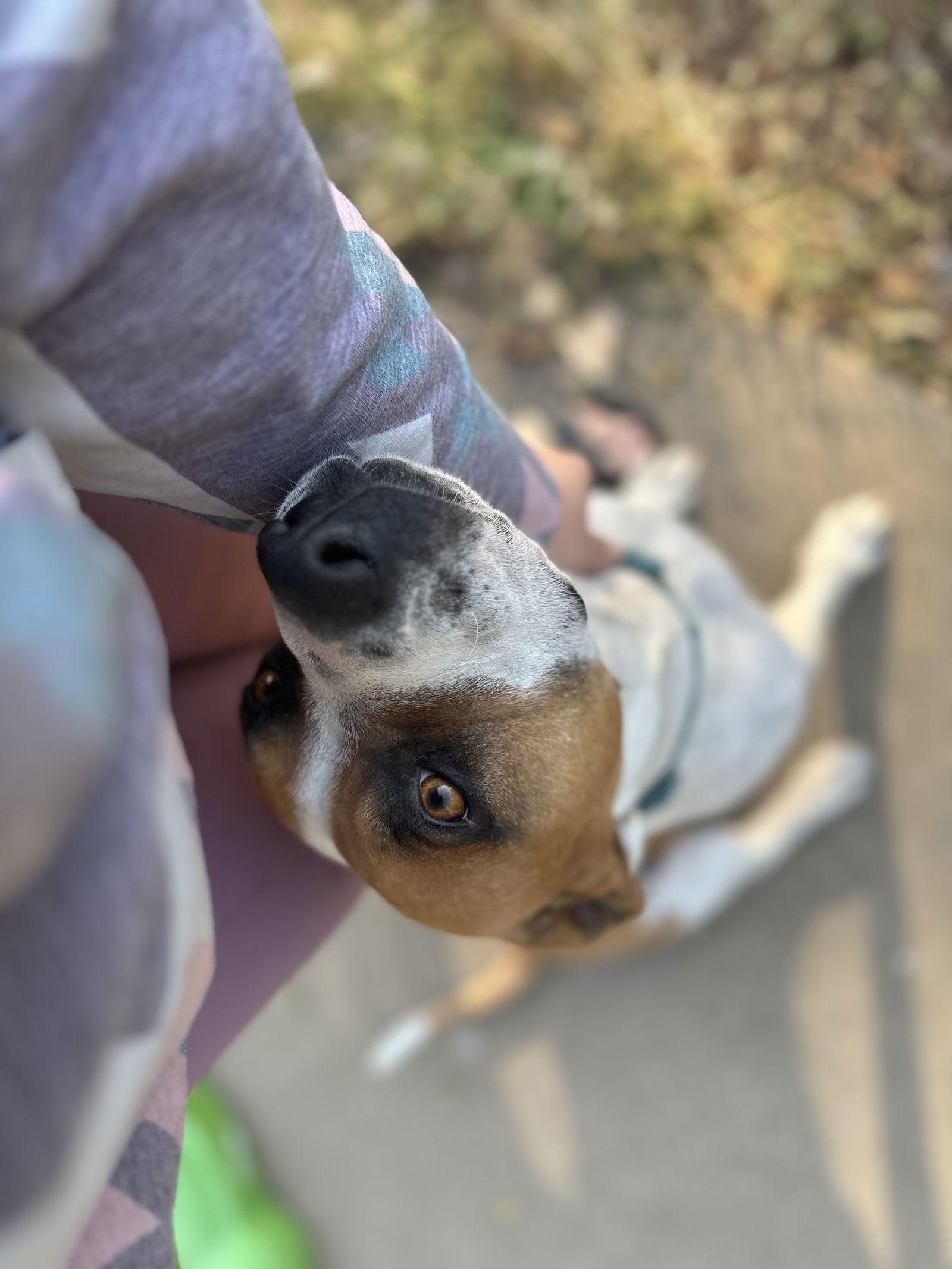 Laverne, Adoptable, Adult Female Pit Bull Terrier & Boxer.