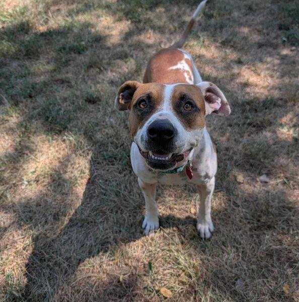 Laverne, a Adoptable mixed breed in Merriam, KS image 2/3