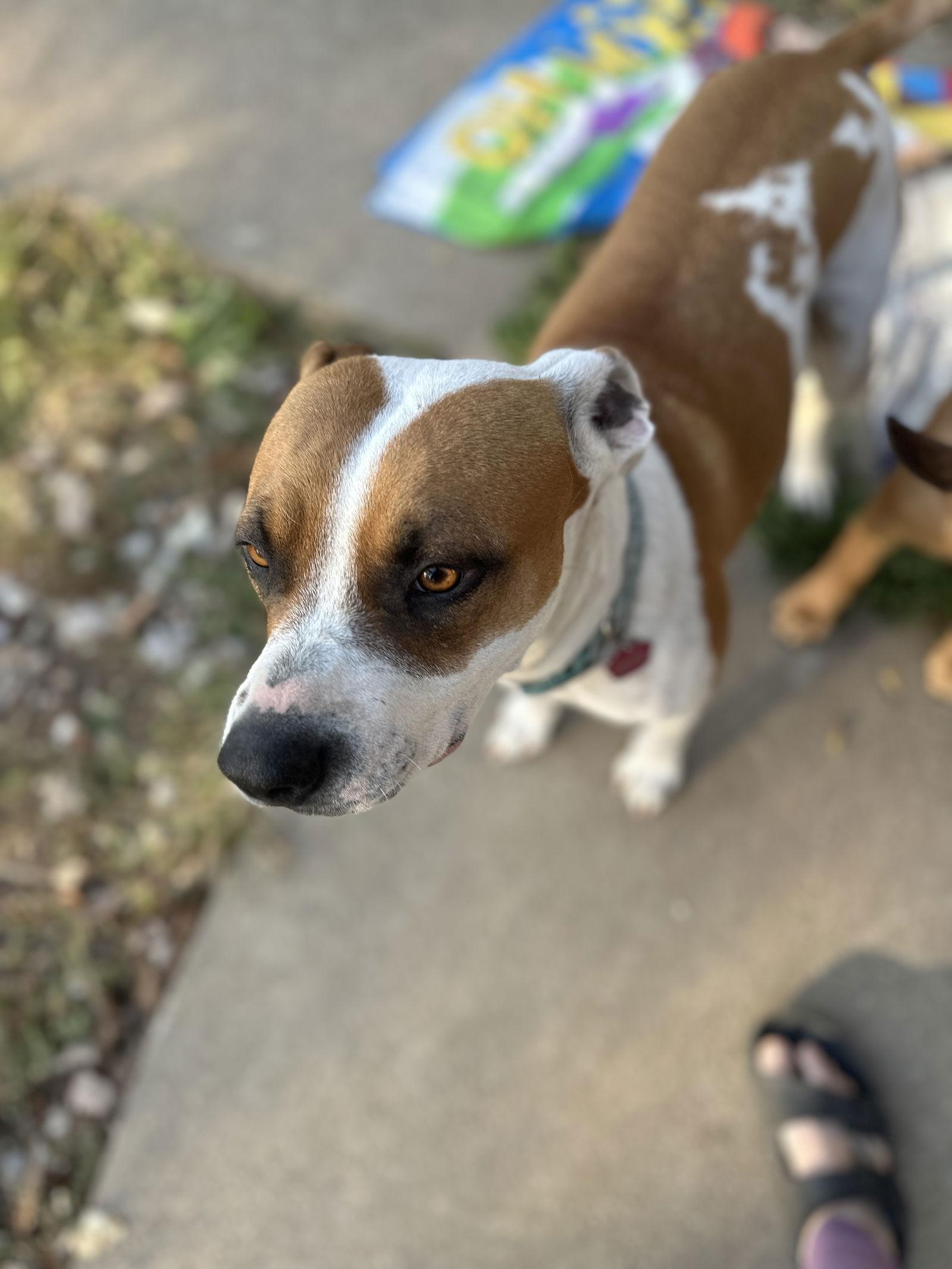 Laverne, a Adoptable mixed breed in Merriam, KS image 3/3