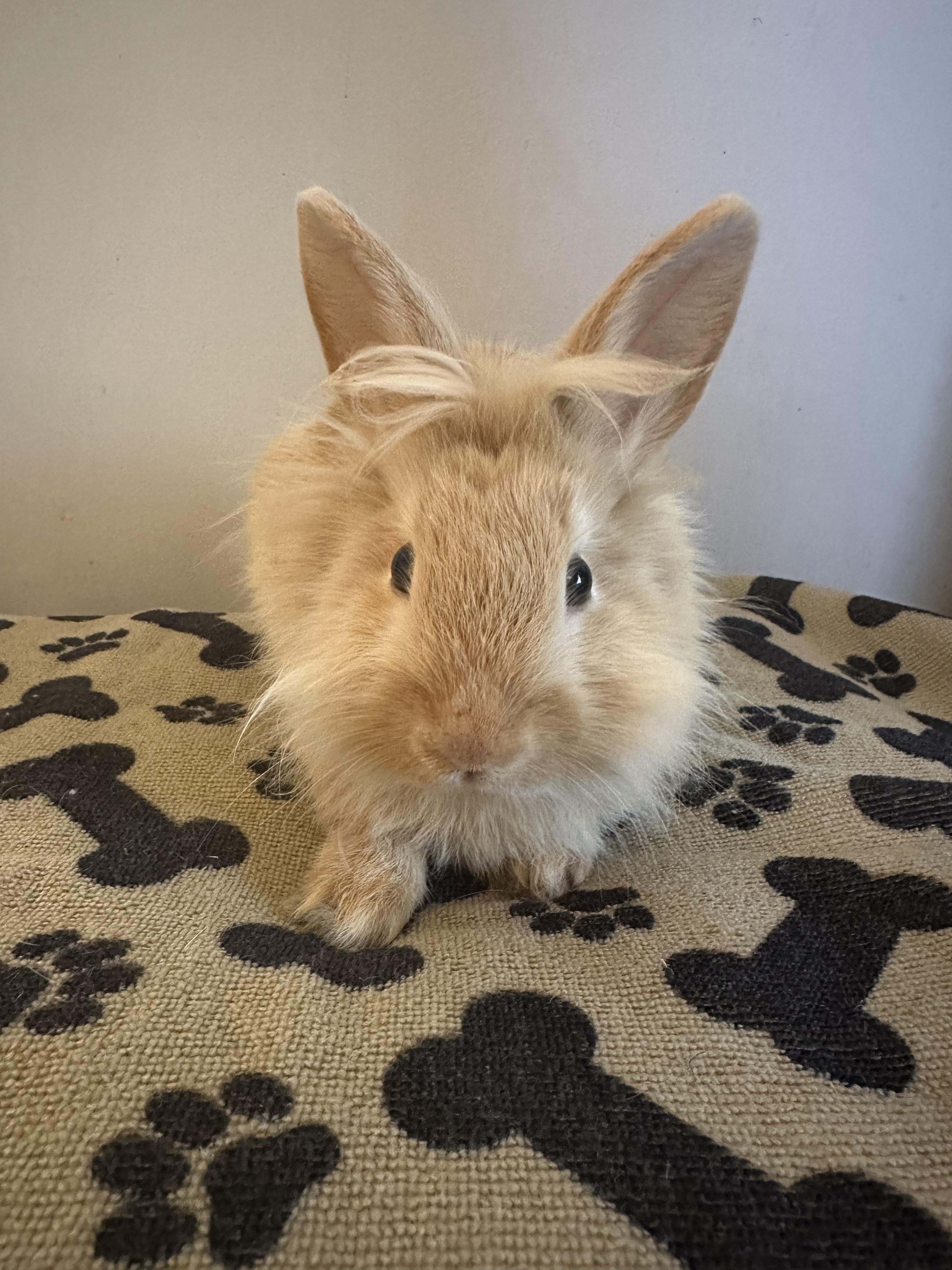 Enlarge Whimsy, a ADOPTABLE Lionhead in Philadelphia, PA image 2/3