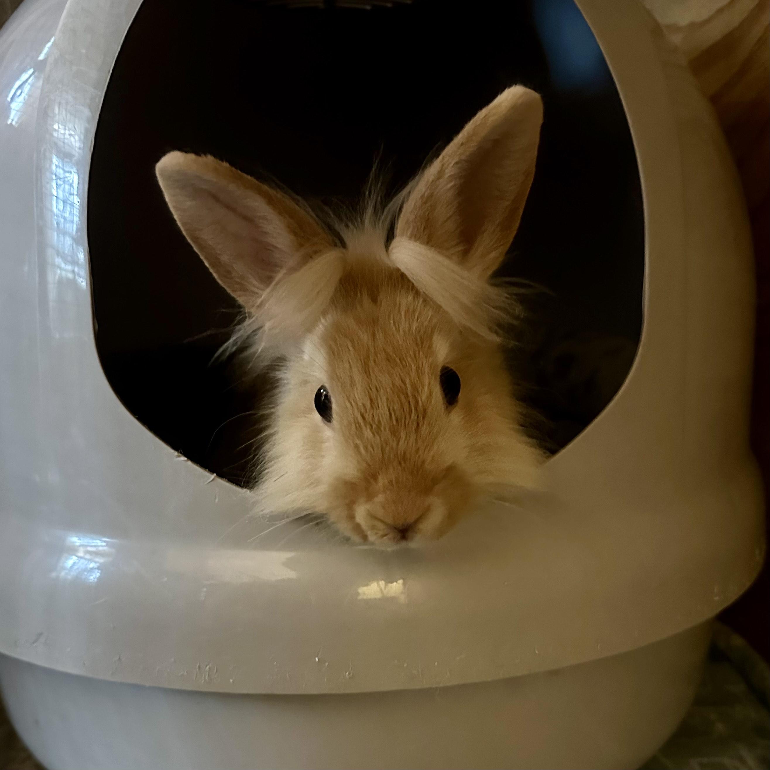 Whimsy, ADOPTABLE, Young Male Lionhead.