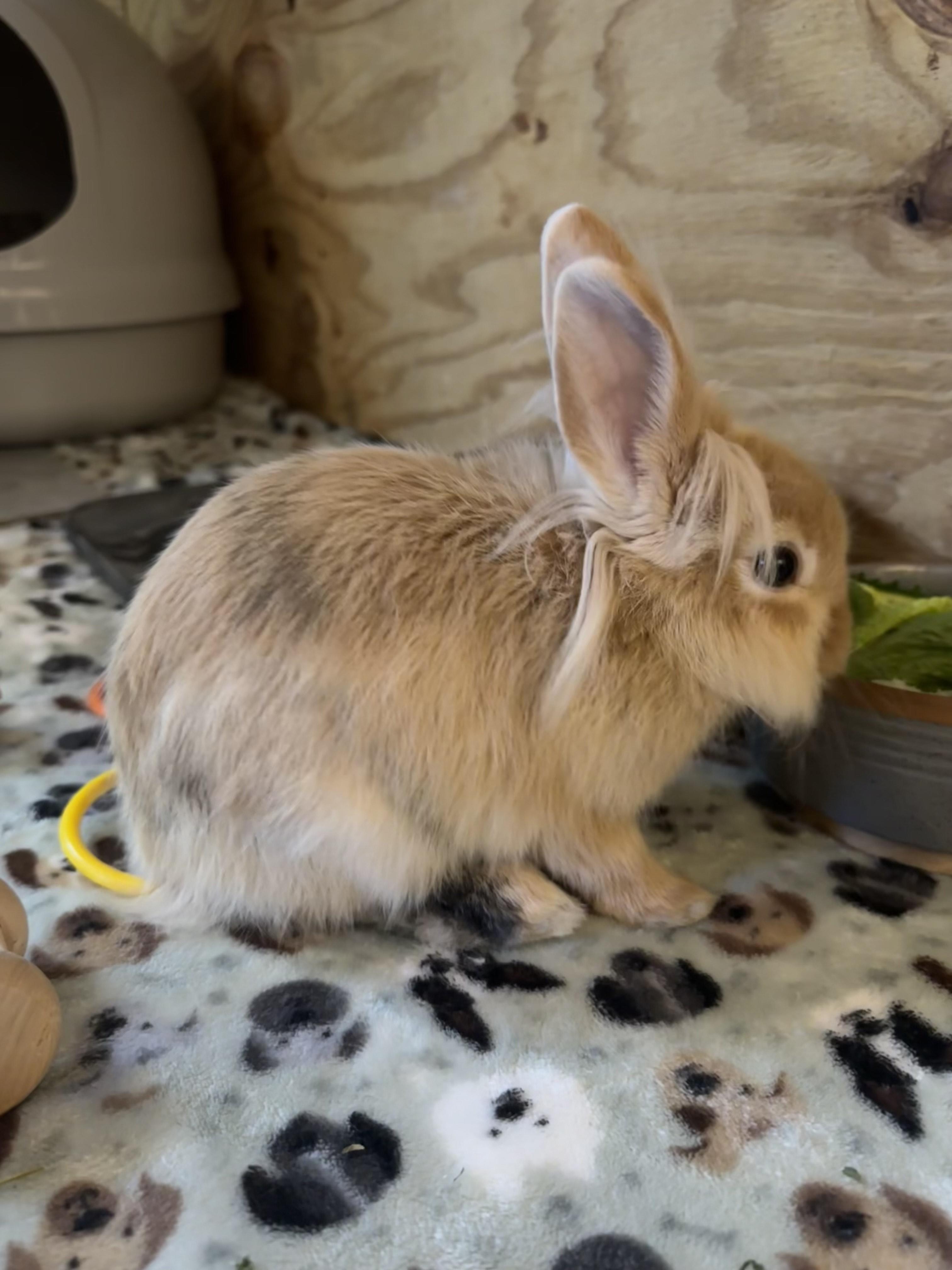 Enlarge Whimsy, a ADOPTABLE Lionhead in Philadelphia, PA image 3/3