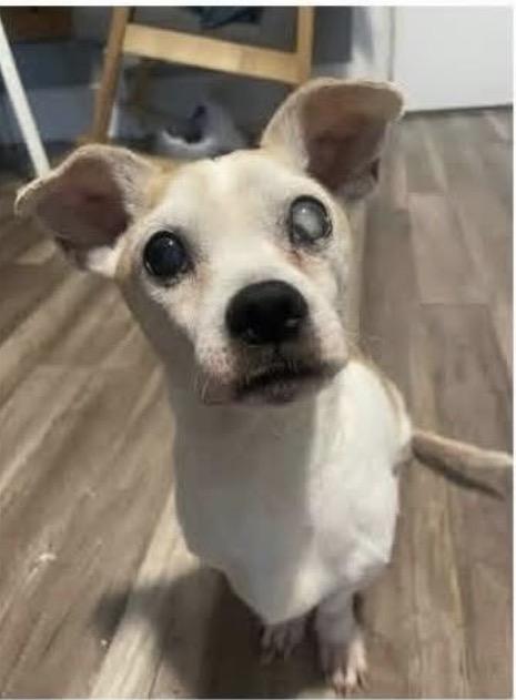 Max Murdock, ADOPTABLE, Senior Male Dachshund & Chihuahua.