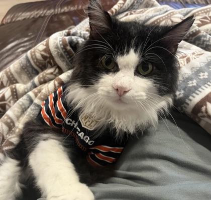 Enlarge Carter, a Adoptable mixed breed in Elk Grove Village, IL image 1/3