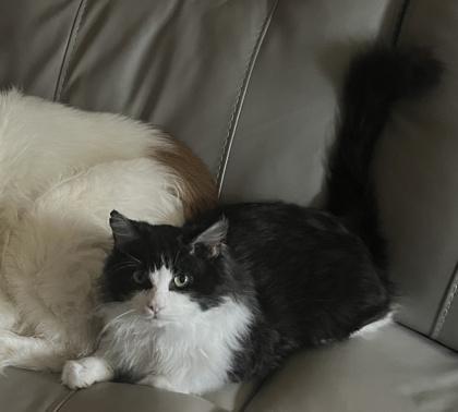 Enlarge Carter, a Adoptable mixed breed in Elk Grove Village, IL image 4/6