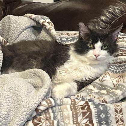 Enlarge Carter, a Adoptable mixed breed in Elk Grove Village, IL image 5/6