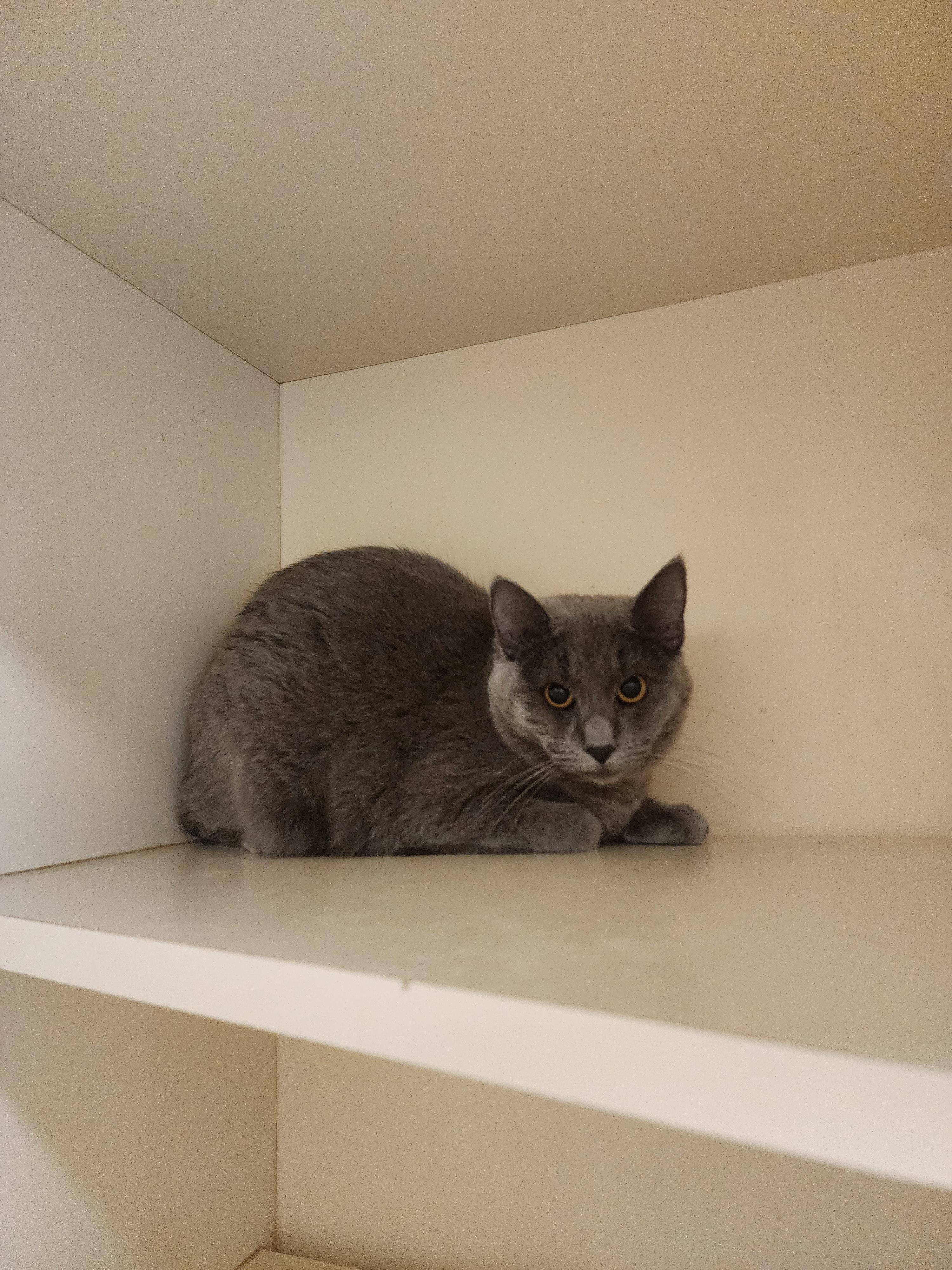 25-378, ADOPTABLE, Young Female Domestic Short Hair.