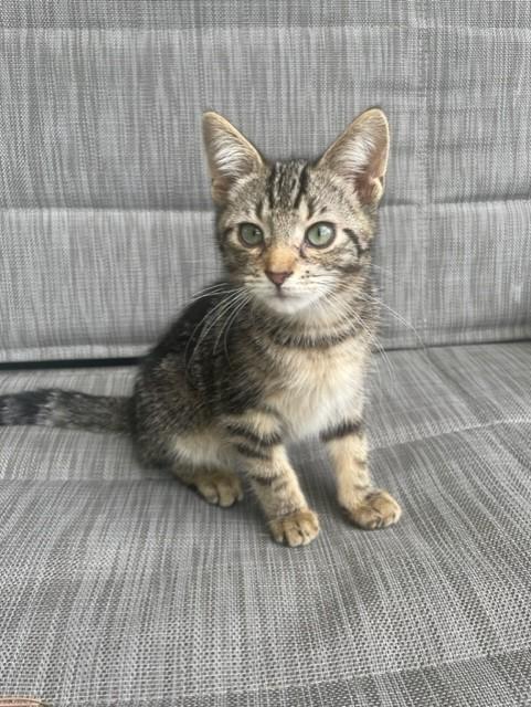 Orecchiette, a Adoptable Domestic Short Hair in Saint Paul, MN image 1/3