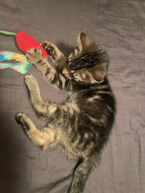 Orecchiette, a Adoptable Domestic Short Hair in Saint Paul, MN image 2/3