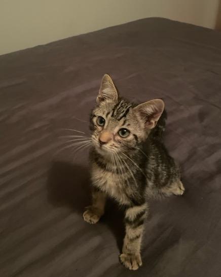 Orecchiette, a Adoptable Domestic Short Hair in Saint Paul, MN image 3/3