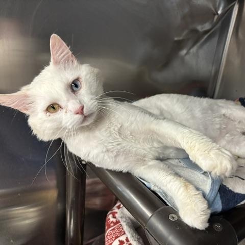 Enlarge Bowie, a ADOPTABLE Domestic Long Hair in Braintree, MA image 1/6