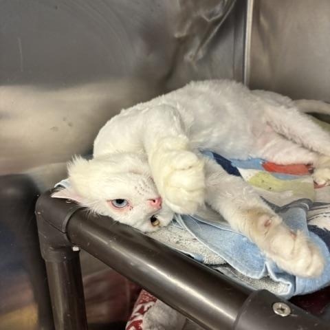Enlarge Bowie, a ADOPTABLE Domestic Long Hair in Braintree, MA image 4/6