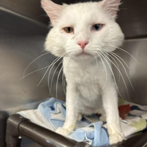 Enlarge Bowie, a ADOPTABLE Domestic Long Hair in Braintree, MA image 3/6