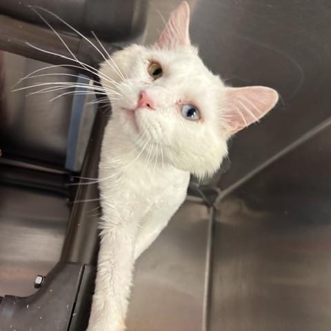 Enlarge Bowie, a ADOPTABLE Domestic Long Hair in Braintree, MA image 6/6