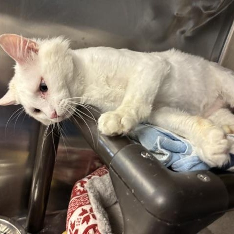 Enlarge Bowie, a ADOPTABLE Domestic Long Hair in Braintree, MA image 2/6
