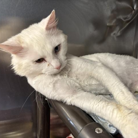 Enlarge Bowie, a ADOPTABLE Domestic Long Hair in Braintree, MA image 5/6