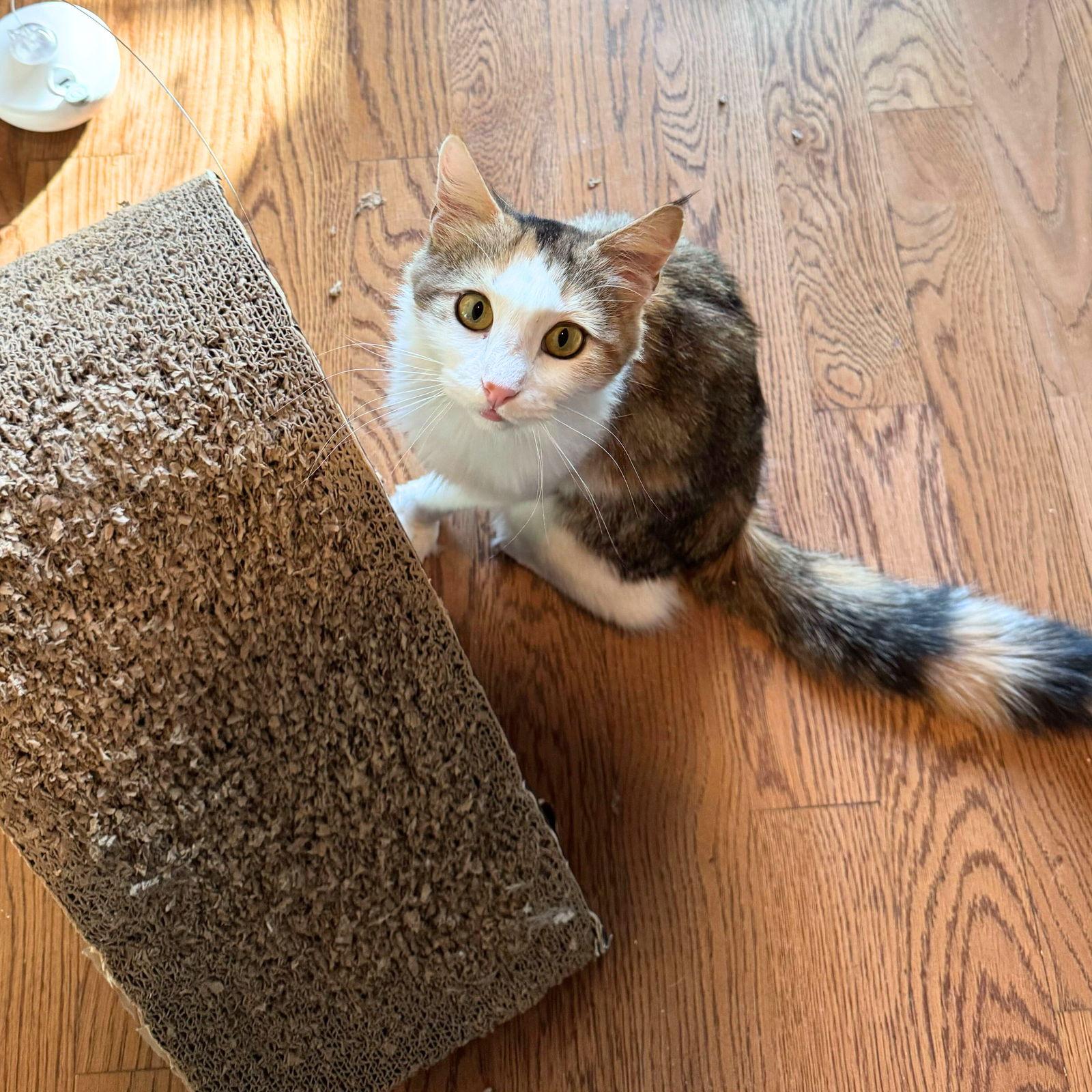 Muffy, Adopted, Adult Female Domestic Medium Hair.