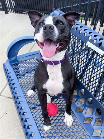 VICTORIA, Adoptable, Adult Female Pit Bull Terrier.