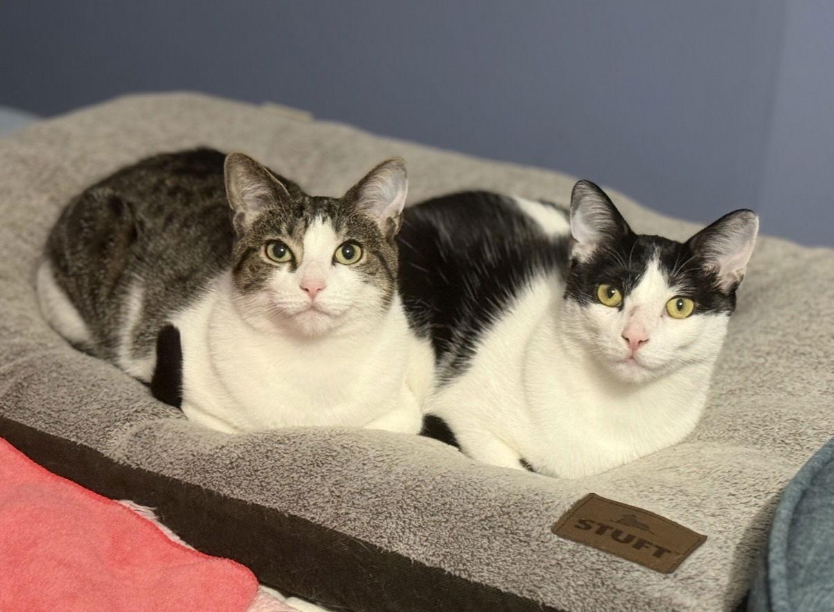 Enlarge Rain, a Adoptable Domestic Short Hair in Newtown Square, PA image 1/3