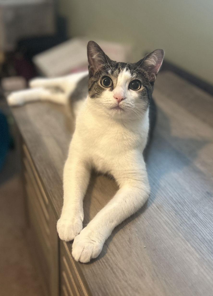 Enlarge Rain, a Adoptable Domestic Short Hair in Newtown Square, PA image 1/3