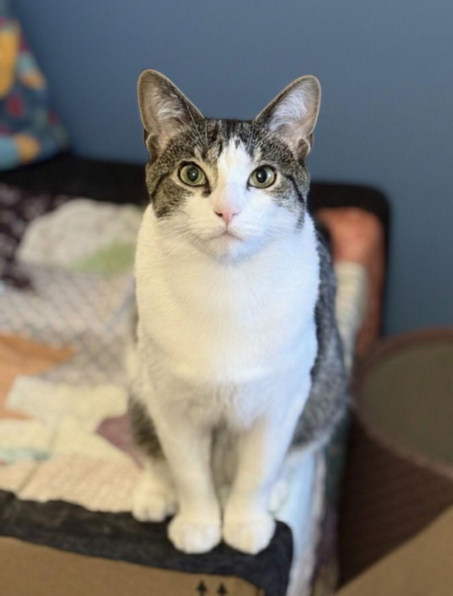 Enlarge Rain, a Adoptable Domestic Short Hair in Newtown Square, PA image 2/3