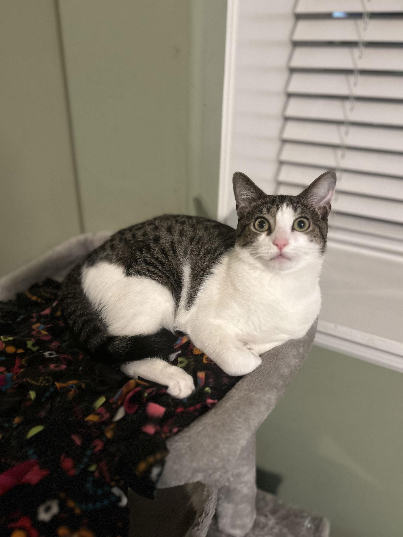 Enlarge Rain, a Adoptable Domestic Short Hair in Newtown Square, PA image 3/3