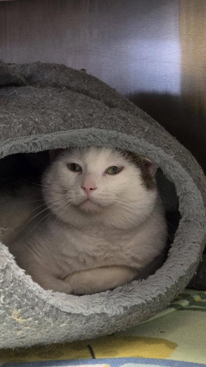 Samuel, Adoptable, Adult Male Domestic Short Hair & Domestic Short Hair.