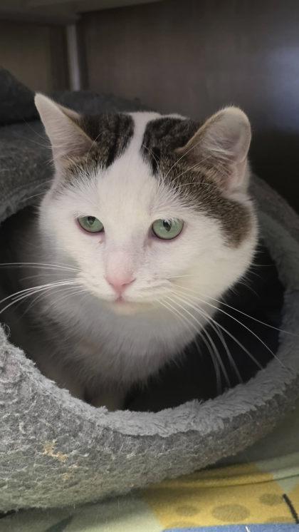 Enlarge Samuel, a Adoptable mixed breed in Kansas City, MO image 3/3