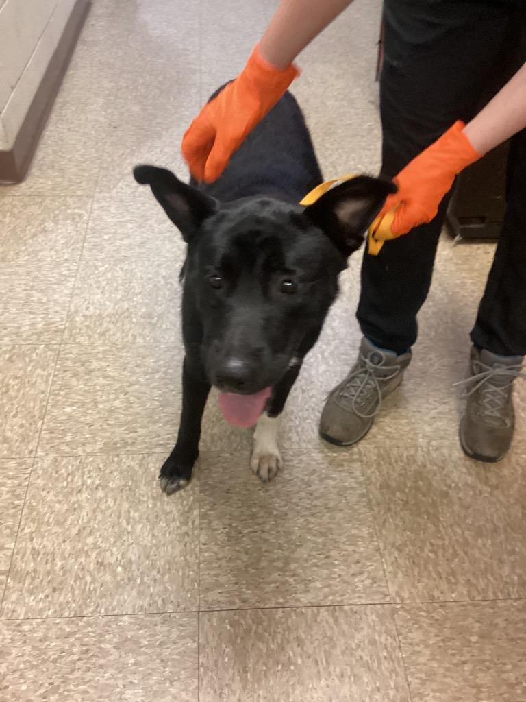 April, a Adoptable mixed breed in Nacogdoches, TX image 2/3