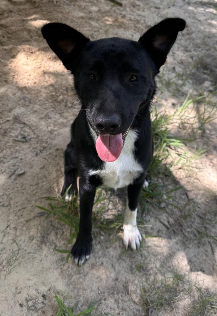 April, a Adoptable mixed breed in Nacogdoches, TX image 3/3