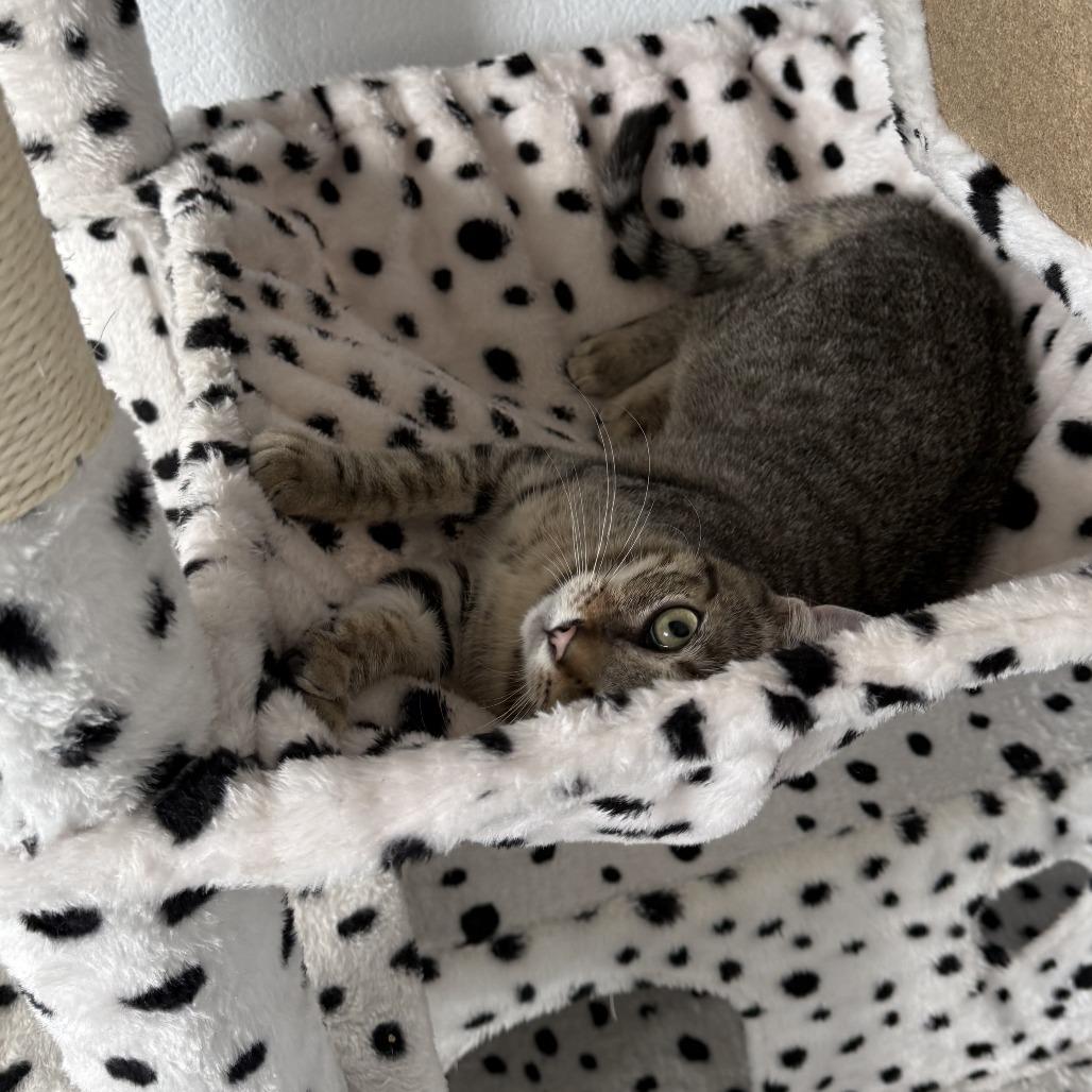 Enlarge Lupe, a Adoptable Domestic Short Hair in Pleasanton, CA image 2/6