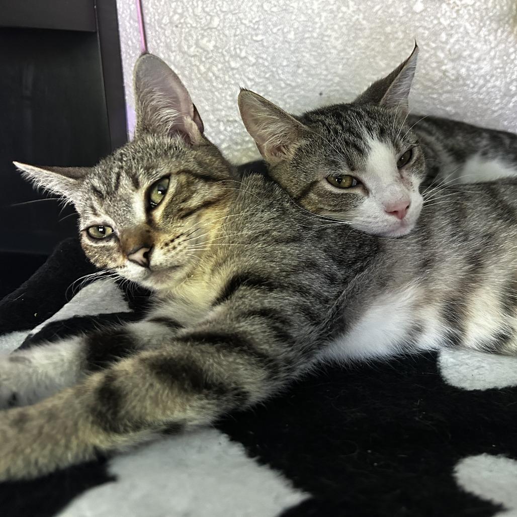 Enlarge Lupe, a Adoptable Domestic Short Hair in Pleasanton, CA image 3/6