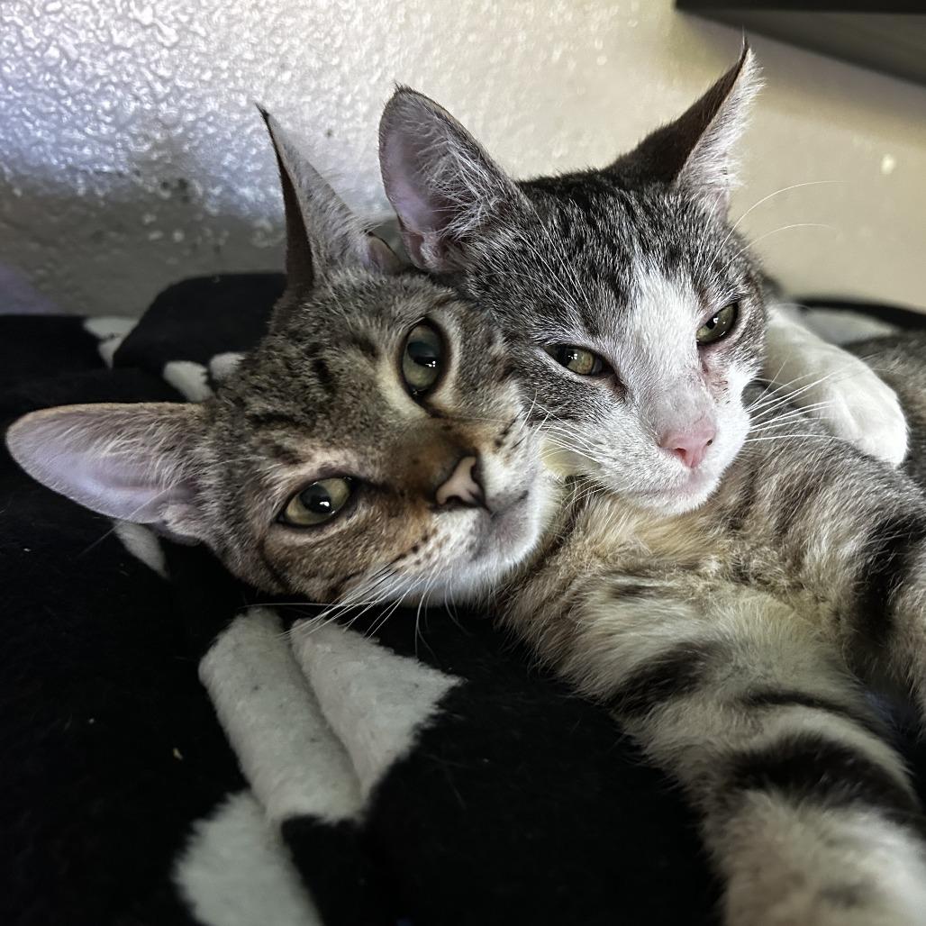 Enlarge Lupe, a Adoptable Domestic Short Hair in Pleasanton, CA image 5/6