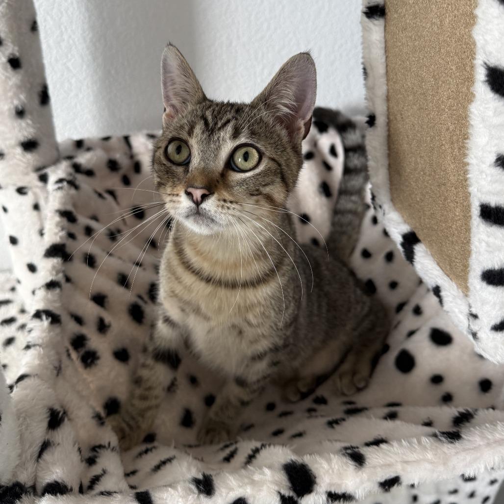 Enlarge Lupe, a Adoptable Domestic Short Hair in Pleasanton, CA image 6/6