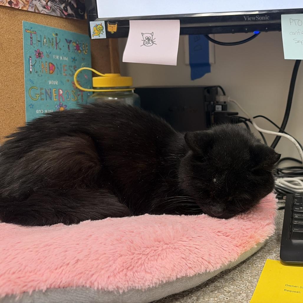 Enlarge Princess Mitski, a Adoptable Domestic Short Hair in Hopkinton, MA image 2/6