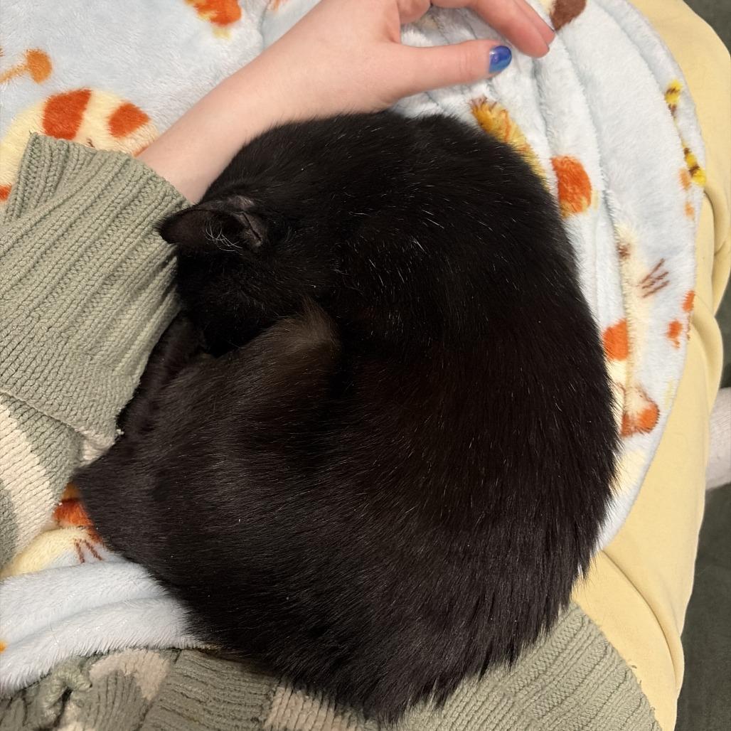 Enlarge Princess Mitski, a Adoptable Domestic Short Hair in Hopkinton, MA image 3/6