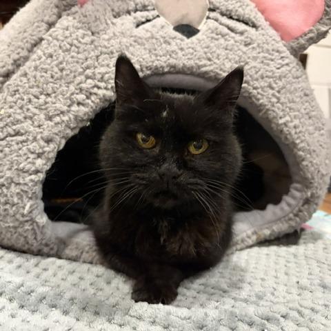 Enlarge Princess Mitski, a Adoptable Domestic Short Hair in Hopkinton, MA image 4/6