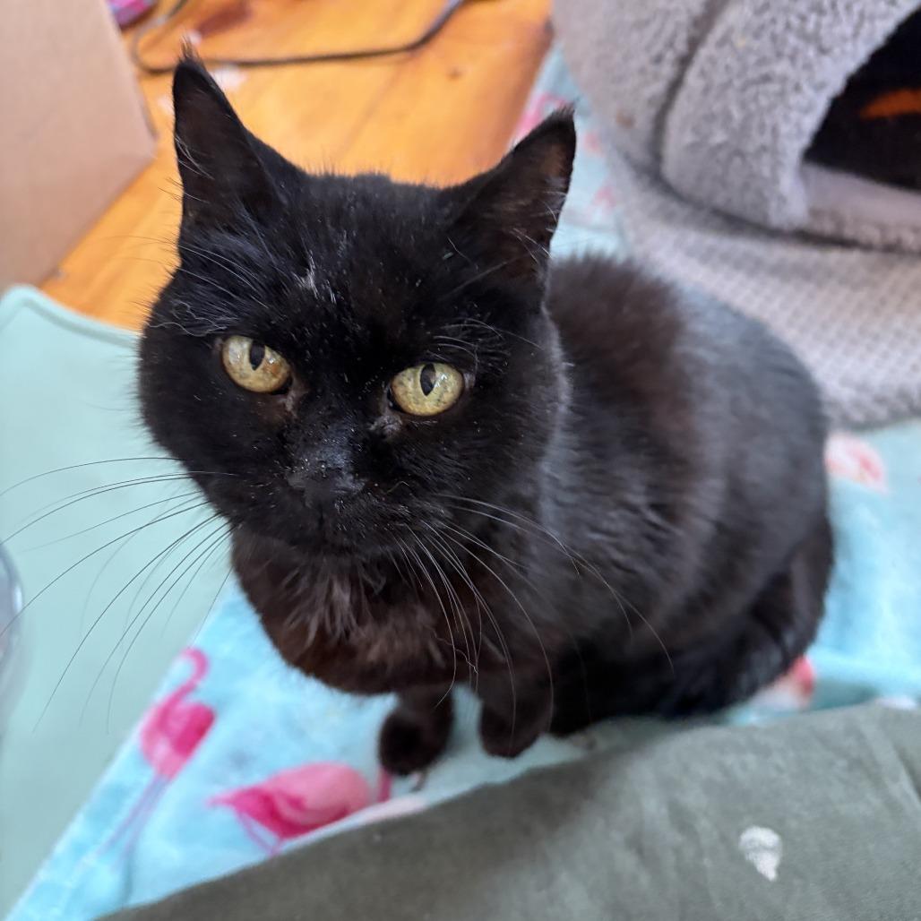 Enlarge Princess Mitski, a Adoptable Domestic Short Hair in Hopkinton, MA image 5/6