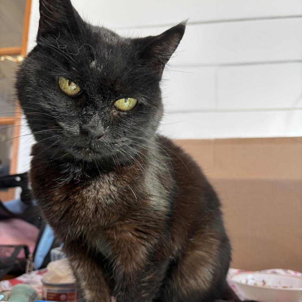 Enlarge Princess Mitski, a Adoptable Domestic Short Hair in Hopkinton, MA image 6/6