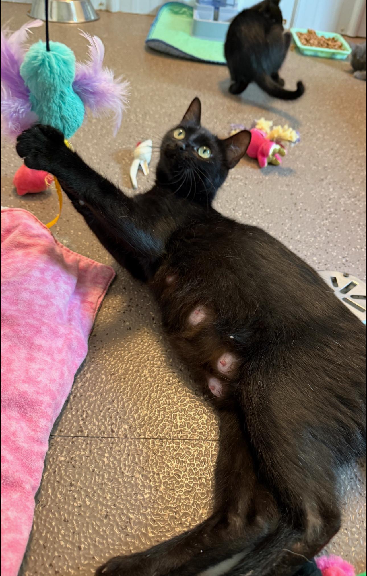 Gypsy, a Adoptable Domestic Short Hair in Grand Haven, MI image 1/3