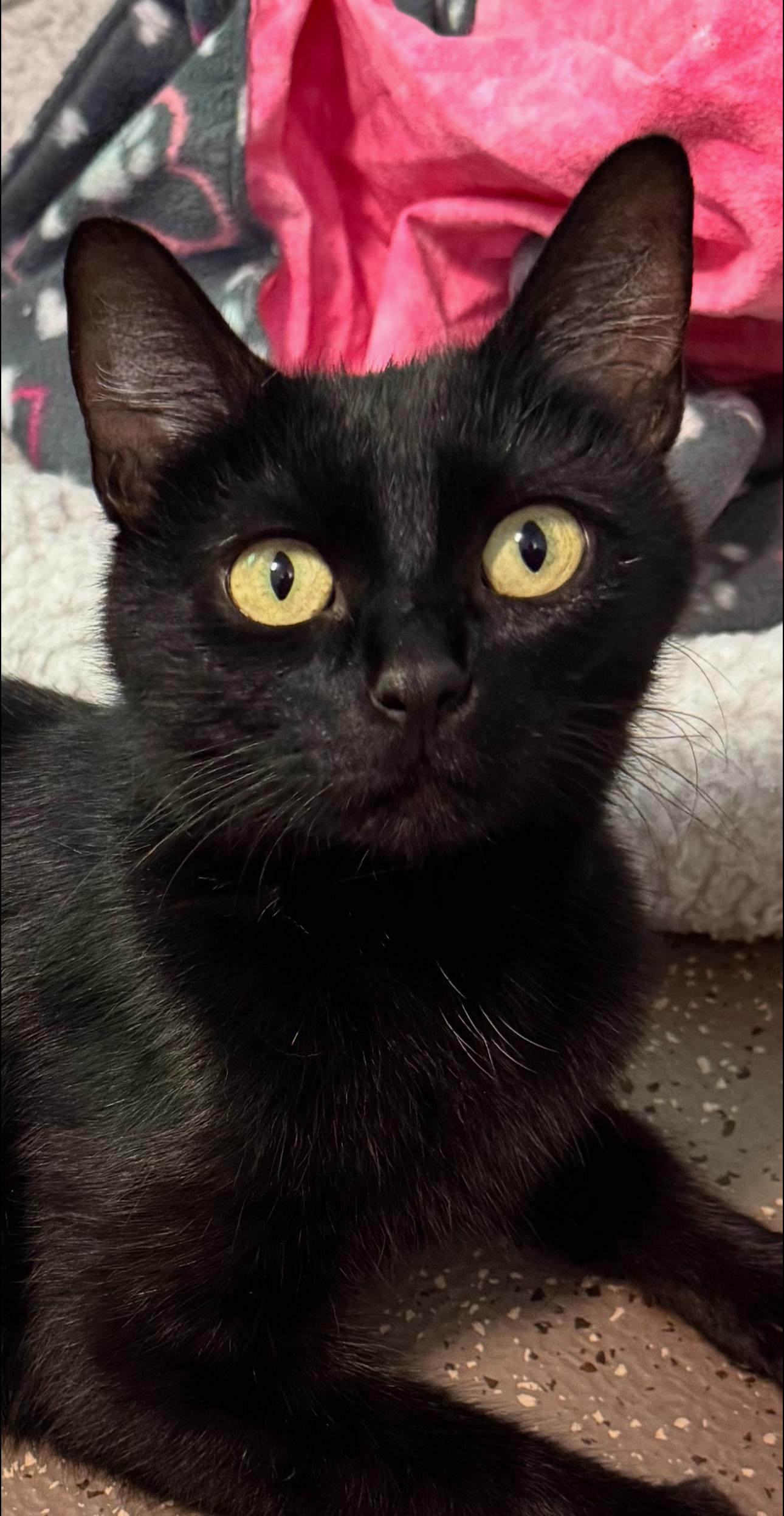 Gypsy, Adoptable, Adult Female Domestic Short Hair.