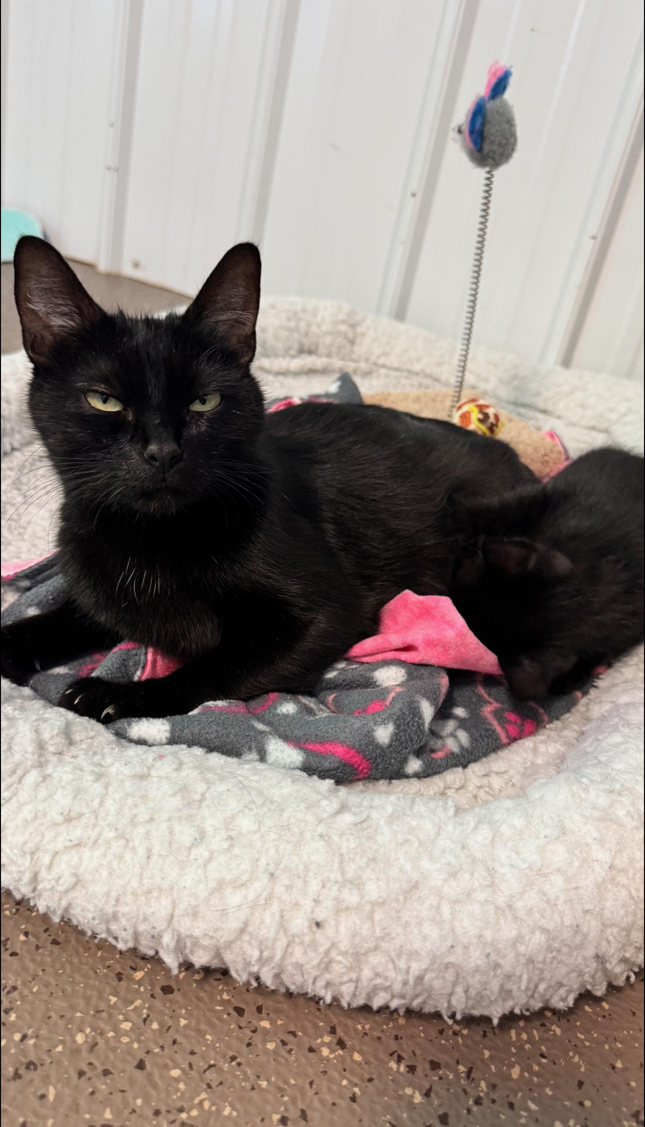 Gypsy, a Adoptable Domestic Short Hair in Grand Haven, MI image 3/3