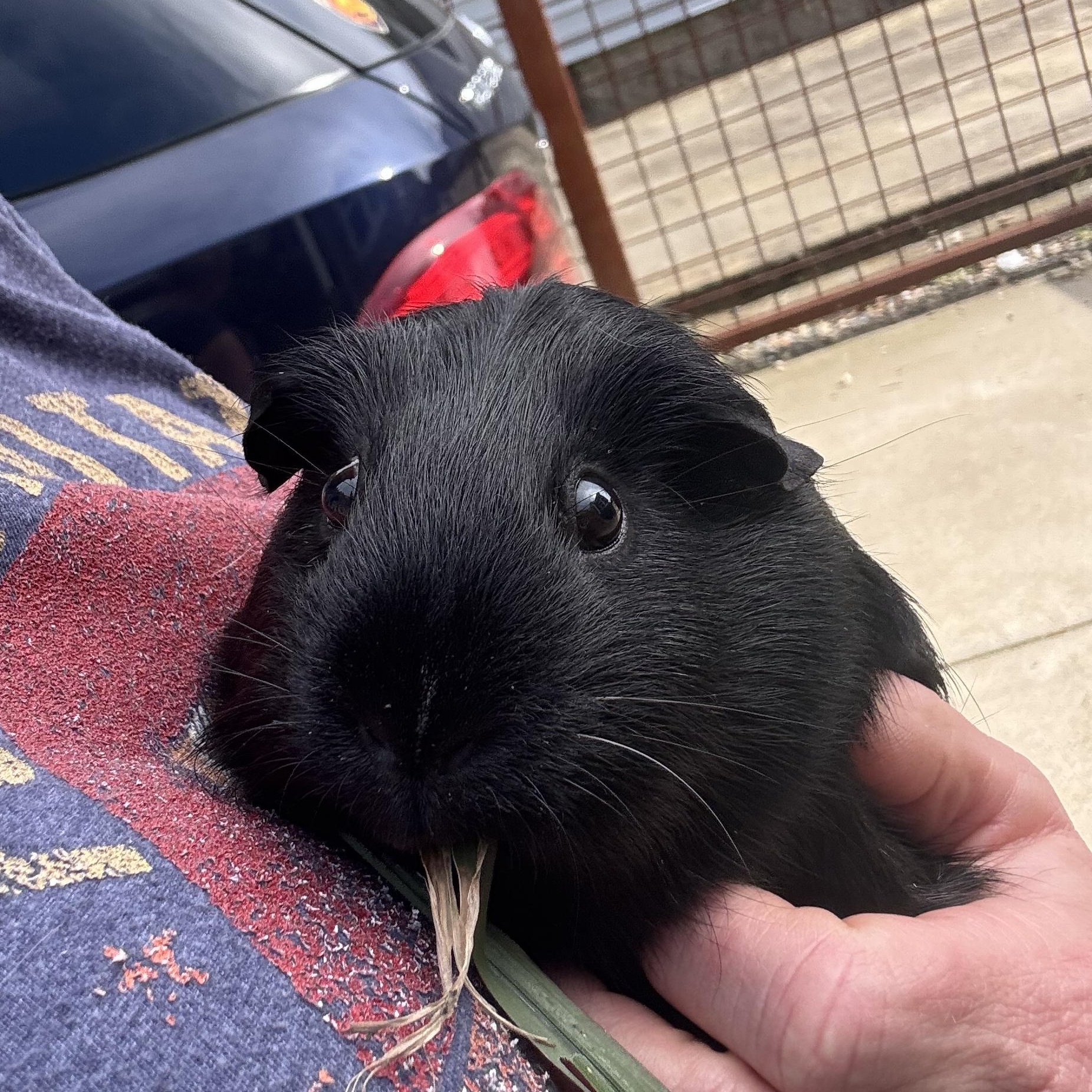 Enlarge Coffee, a ADOPTABLE Guinea Pig in Walnut Grove, CA image 2/2