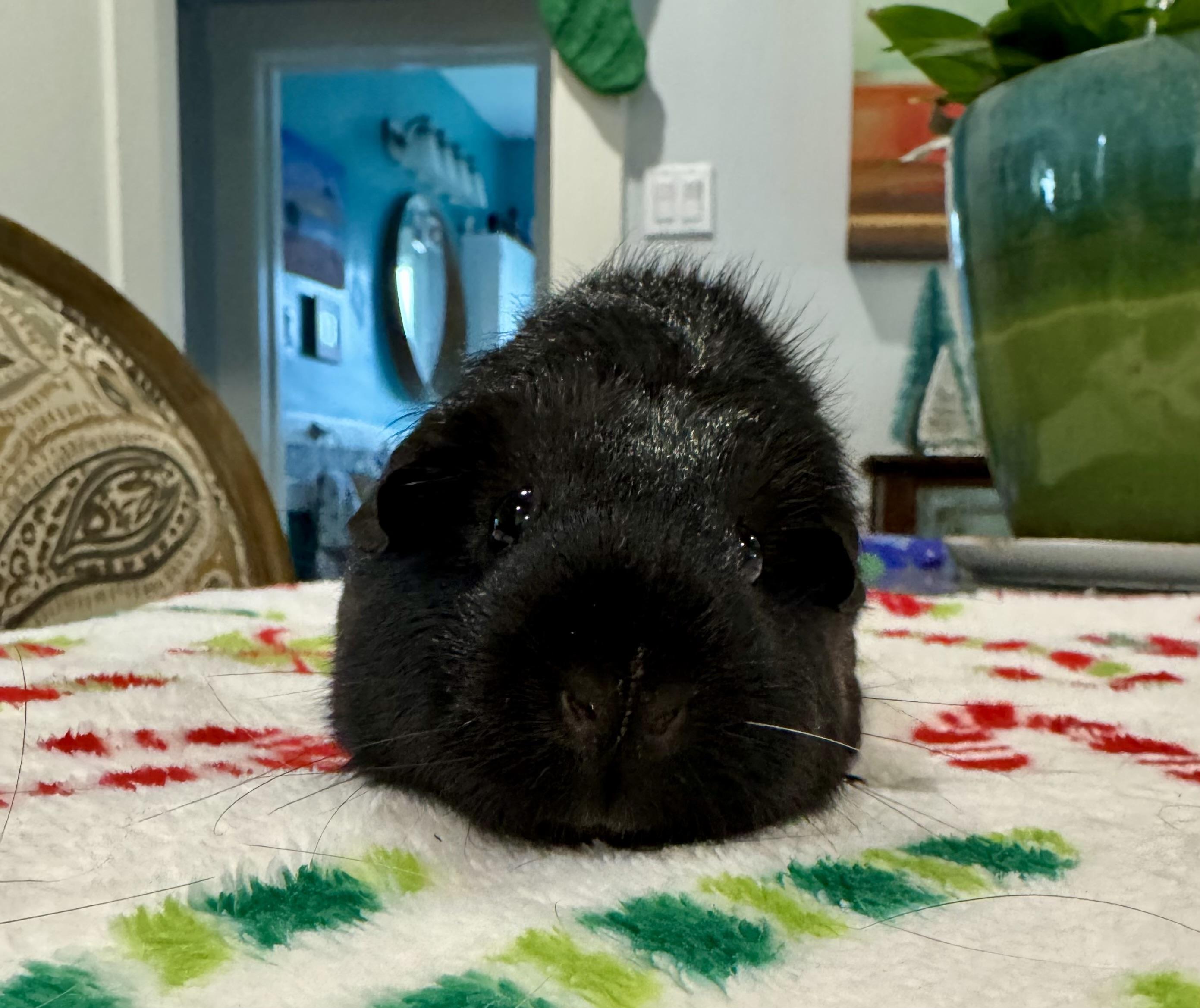 Enlarge Coffee, a ADOPTABLE Guinea Pig in Walnut Grove, CA image 2/2