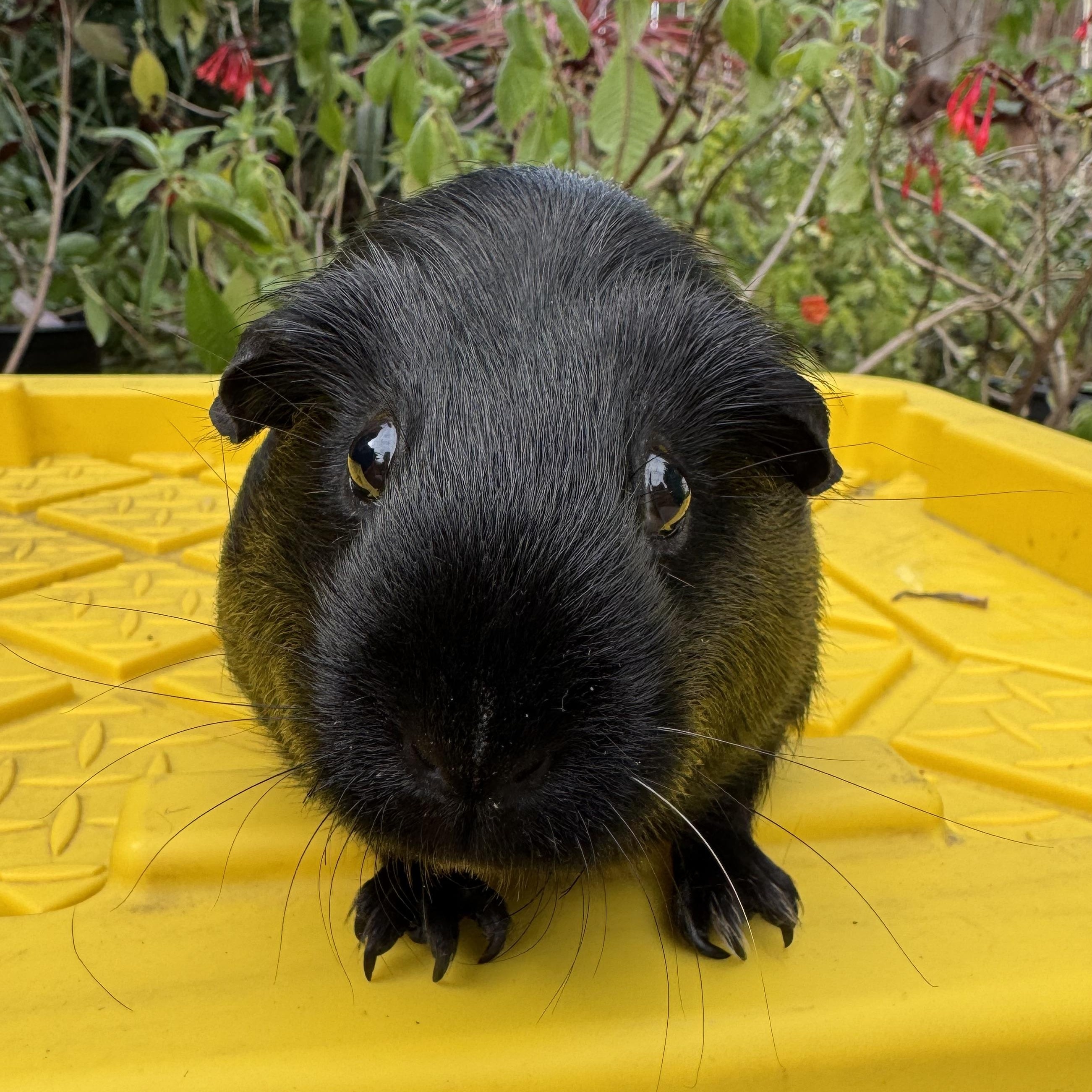 Enlarge Coffee, a ADOPTABLE Guinea Pig in Walnut Grove, CA image 1/2