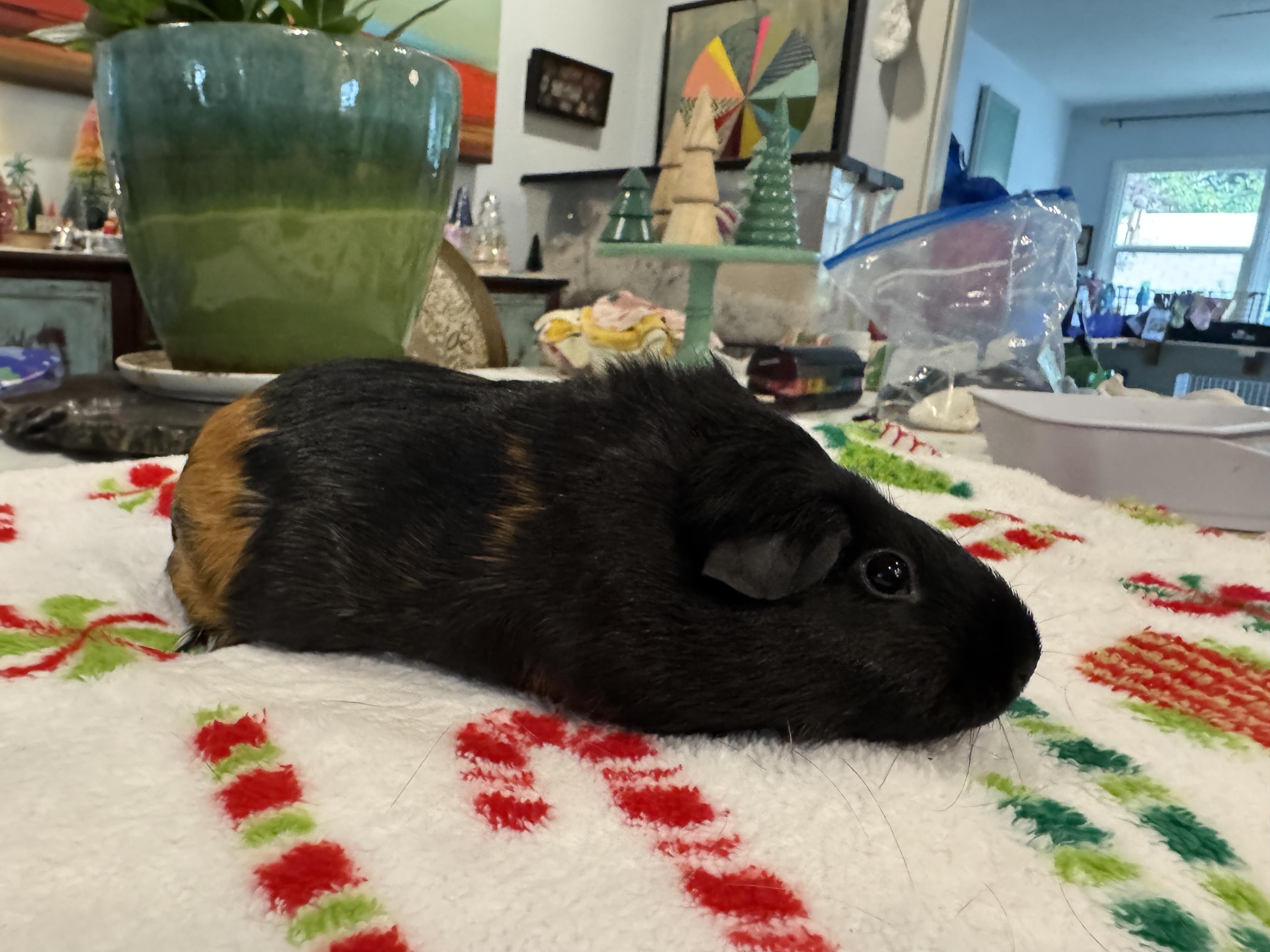 Coffee, ADOPTABLE, Young Female Guinea Pig.