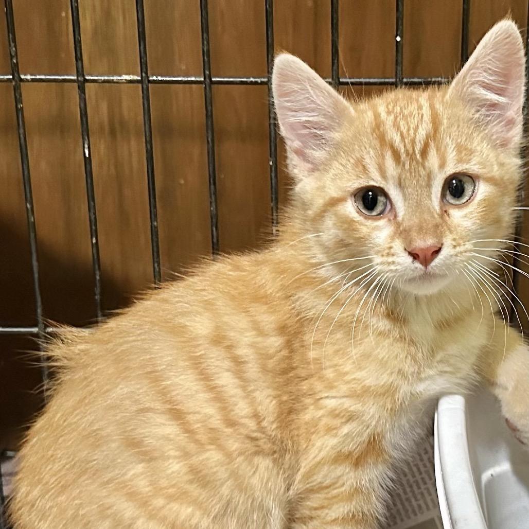Simba, Adoptable, Kitten Male Domestic Short Hair.
