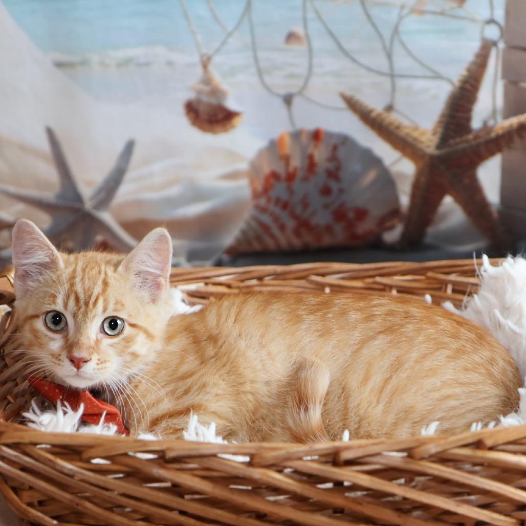 Simba, a Adoptable Domestic Short Hair in Overland Park, KS image 2/2